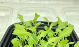 Research: Study fine-tunes pyrolysis technique to make soil fertile again —