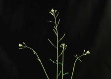 Research: How plants cope with iron deficiency —