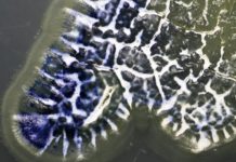 Research: Microbes hitched to insects provide a rich source of new antibiotics —