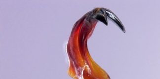 Research: Magnetic teeth hold promise for materials and energy —