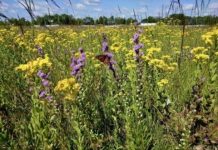 Research: Strategies for growing biomass for fuel can have economic, ecological and environmental benefits —