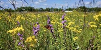 Research: Strategies for growing biomass for fuel can have economic, ecological and environmental benefits —