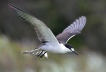 Research: Poor diet may have caused nosedive in major Atlantic seabird nesting colony —