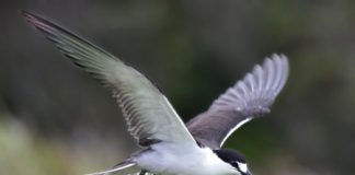 Research: Poor diet may have caused nosedive in major Atlantic seabird nesting colony —