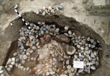 Research: Complex interplay of genes and cultures —