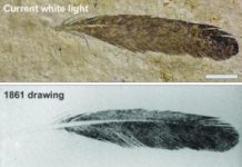Research: Imaging technology shows first discovered fossil feather did not belong to iconic bird Archaeopteryx —