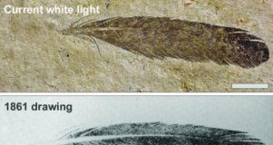 Research: Imaging technology shows first discovered fossil feather did not belong to iconic bird Archaeopteryx —