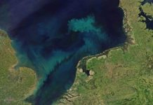 Research: Climate-driven changes in phytoplankton communities will intensify the blue and green regions of the world’s oceans —