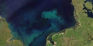 Research: Climate-driven changes in phytoplankton communities will intensify the blue and green regions of the world’s oceans —