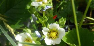 Research: Where do the best strawberries grow? Scientists investigate positive effects of hedgerows on pollination —
