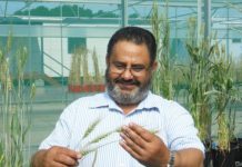 Research: Method allows cheap and fast transfer of disease-resistance genes —