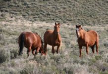 Research: Why charismatic, introduced species are so difficult to manage —