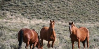 Research: Why charismatic, introduced species are so difficult to manage —