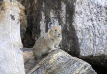 Research: In the Pacific Northwest, dry air interacts with low snow conditions to affect pika abundances at different elevations —