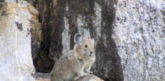 Research: In the Pacific Northwest, dry air interacts with low snow conditions to affect pika abundances at different elevations —