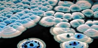 Research: Time-lapse microscopy helps reveal brake mechanism in Streptomyces lifecycle —