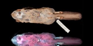 Research: Fluorescent pink flying squirrel in UV light at night —