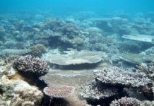 Research: Corals adapt photosynthetic rates to prevailing environmental conditions —