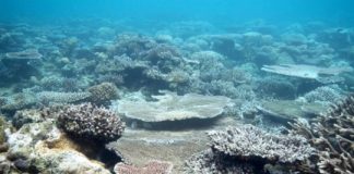 Research: Corals adapt photosynthetic rates to prevailing environmental conditions —