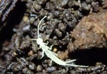 Research: Ice Age survivors or stranded travellers? A new subterranean species discovered in Canada —