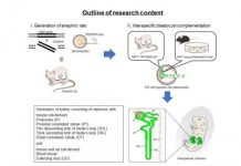 Research: One step closer to growing made-to-order human kidneys —