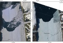 Research: Researchers have observed an increased flow speed on the glacier and predict a further acceleration if a calving event occurs —
