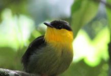 Research: Female manakins use male mating call when implanted with male hormones —