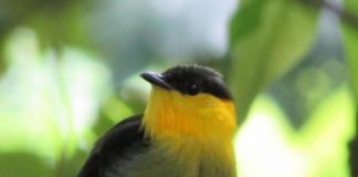 Research: Female manakins use male mating call when implanted with male hormones —