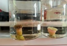 Research: ‘Twilight Zone’ could help preserve shallow water reefs —