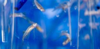 Study: Biologists’ study may help unravel the reasons for ‘tummy troubles’ — (Details)