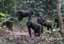 Research: Social behavior of western lowland gorillas —