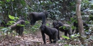 Research: Social behavior of western lowland gorillas —