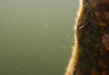 Research: How one gene in a tiny fish may alter an aquatic ecosystem —