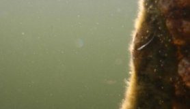 Research: How one gene in a tiny fish may alter an aquatic ecosystem —
