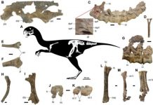 Research: Incomplete skeleton of Gobiraptor minutus was likely that of a juvenile —