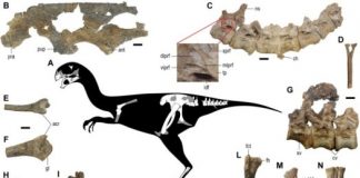 Research: Incomplete skeleton of Gobiraptor minutus was likely that of a juvenile —