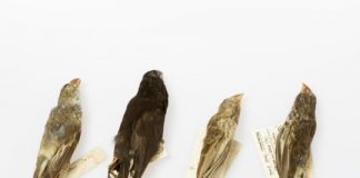Research: Species ‘hotspots’ created by immigrant influx or evolutionary speed depending on climate —