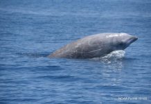 Research: Cuvier’s beaked whales go a mile deep, hold breath for an hour —