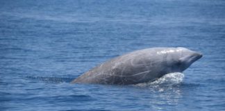 Research: Cuvier’s beaked whales go a mile deep, hold breath for an hour —