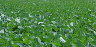 Research: That’s bad news for sustainable agriculture —