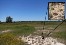 Research: Insects crave salt and search grasslands for the limiting nutrient —