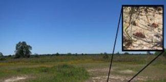 Research: Insects crave salt and search grasslands for the limiting nutrient —
