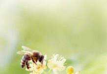 Research: Bees can do basic arithmetic —