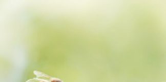 Research: Bees can do basic arithmetic —