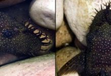 Research: Tentacles ‘catfish’ potential mates into picking the best father —