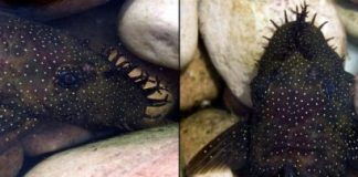 Research: Tentacles ‘catfish’ potential mates into picking the best father —