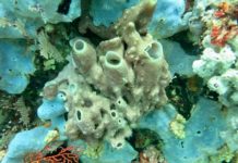 Research: Larger datasets unravel deep roots —