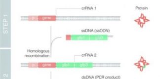Study: The novel method Nested CRISPR enables efficient genome editing using long DNA fragments — (Details)