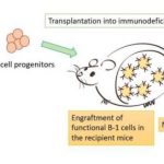 Study: Scientists generate functional, transplantable B cells from mice — (Details)