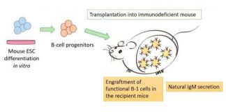 Study: Scientists generate functional, transplantable B cells from mice — (Details)
